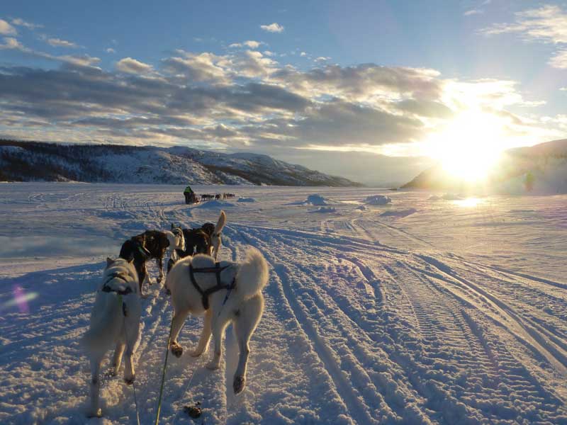 Hurtigruten Huskysafari