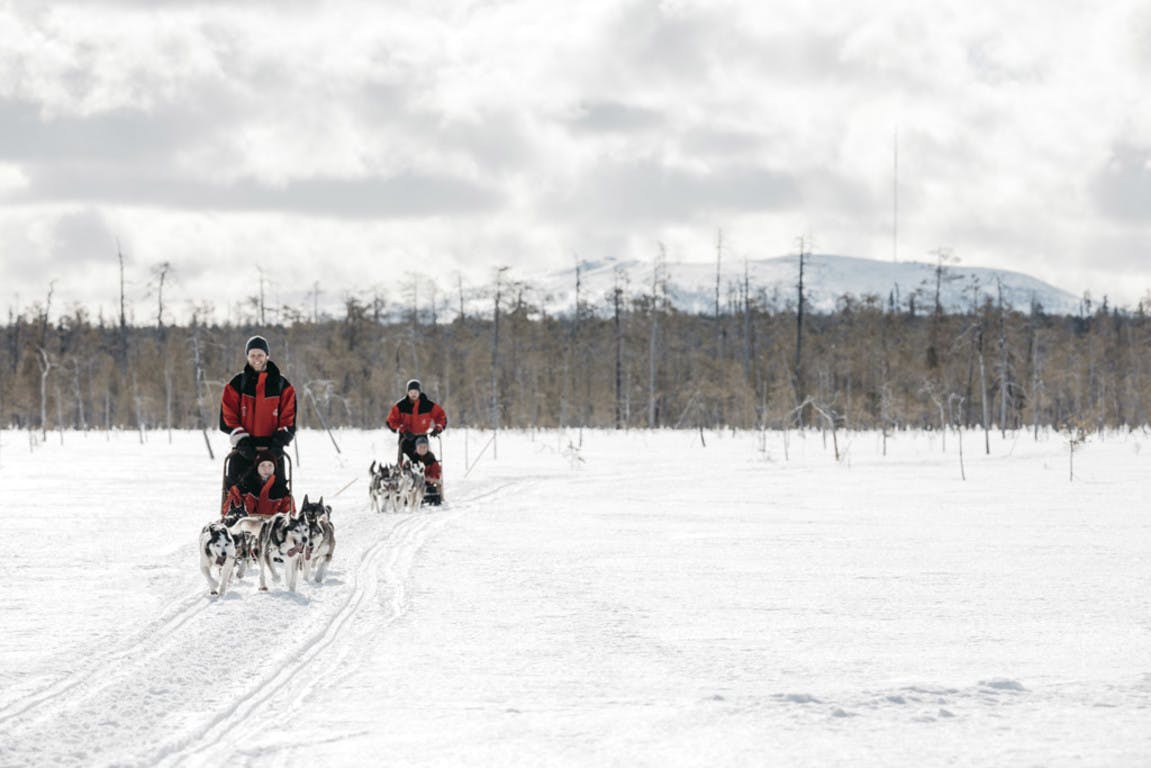 Huskysafari van 10 km Levi