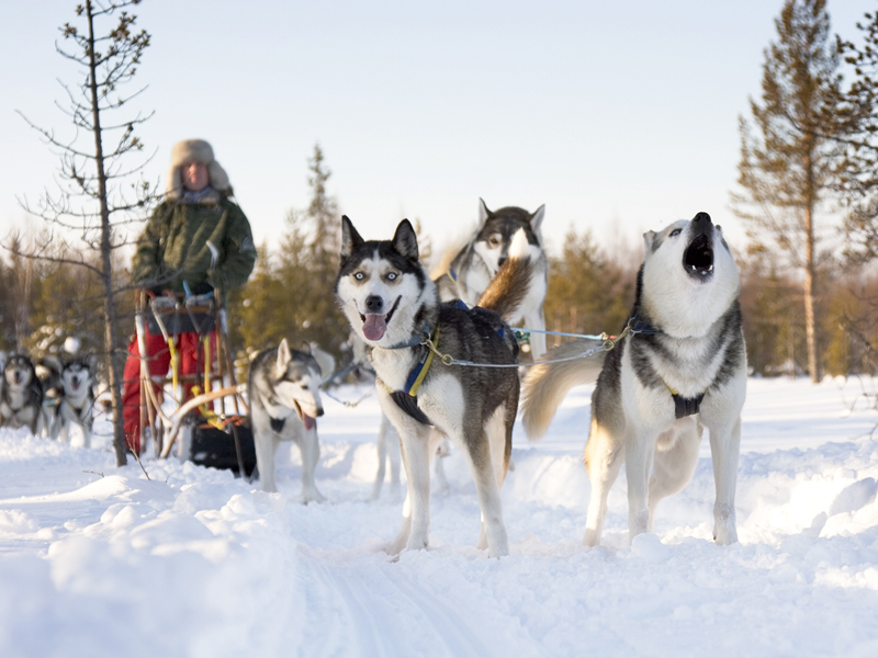 Huskysafari in basis voordeel excursiepakket Levi