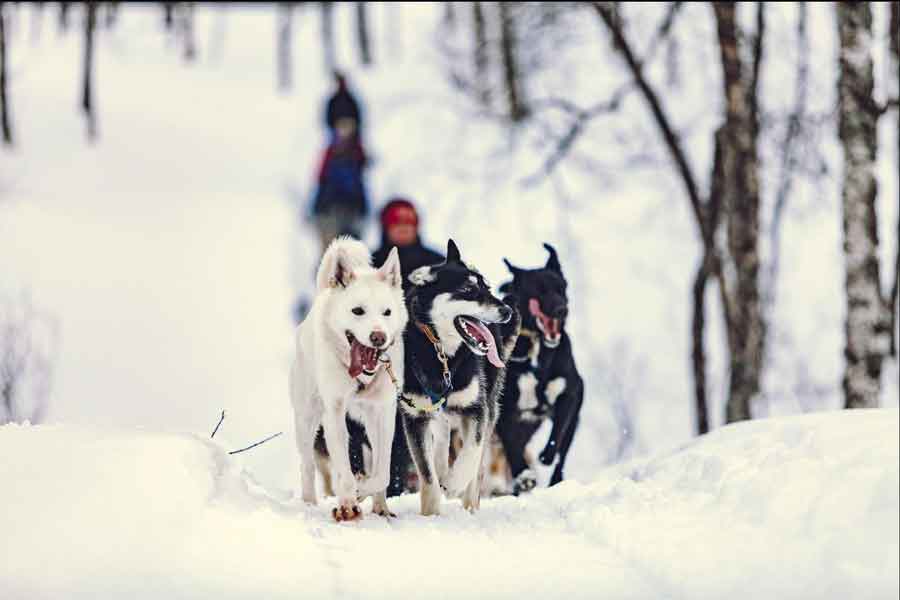 Husky safari Breivikeidet