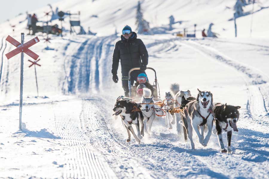 Huskysafari mountaintour incl fika - 1,5 - 2 uur